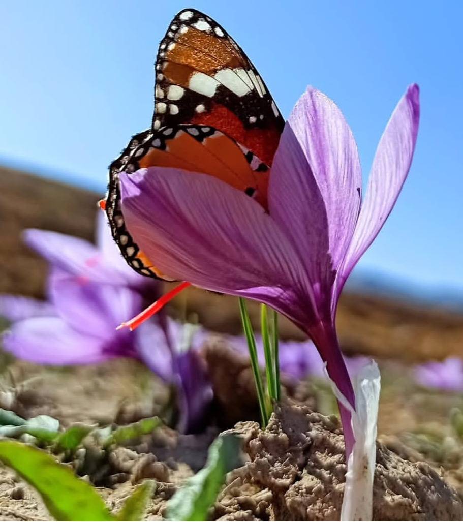 زعفران در ظرف سنتی